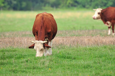 Photo of cow grazing in a fieldの写真素材
