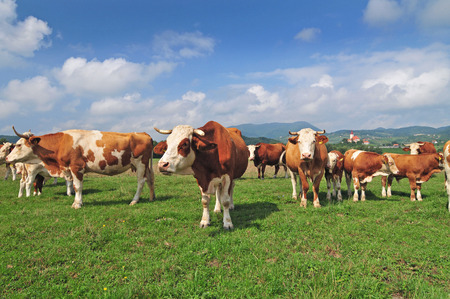 Cow herd in a field and blue sky in the backgroundの写真素材