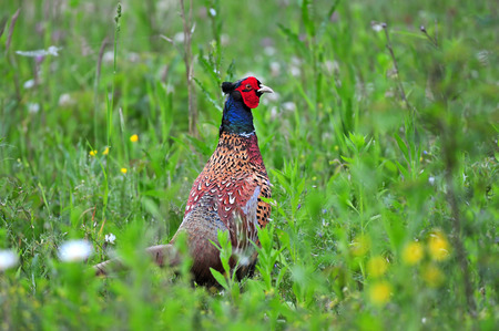 Photo of wild pheasant standing in a grassの写真素材
