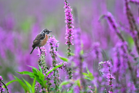 Common stonechat standing on a purple flowerの写真素材