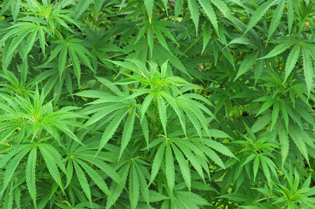 Cannabis plantの写真素材
