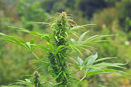 Cannabis plant at flowering stageの写真素材