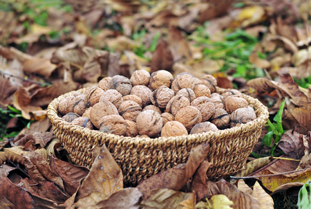 Harvested walnuts in a basketの写真素材