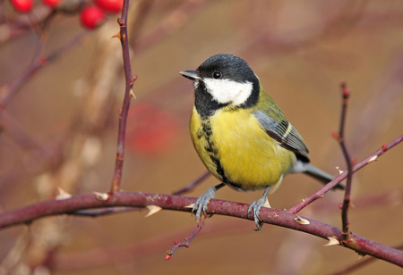 Photo of great tit perching on a twigの写真素材