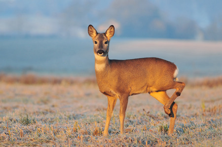Roe deer in a early winter morningの写真素材