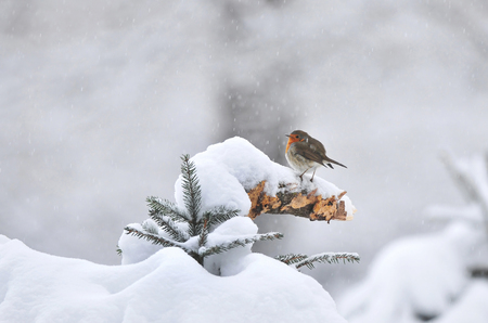 European robin standing on a snow covered branchの写真素材