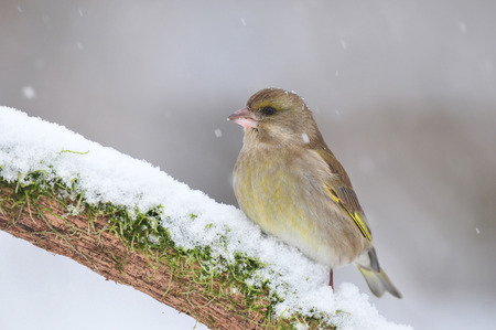 Greenfinch standing on a snow covered branchの写真素材