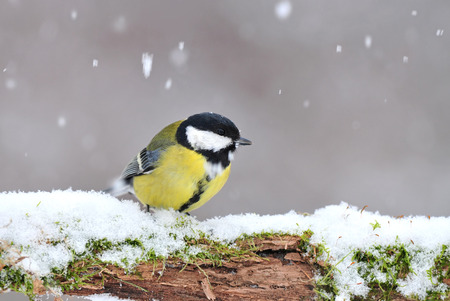 Great tit standing on a snow covered branchの写真素材