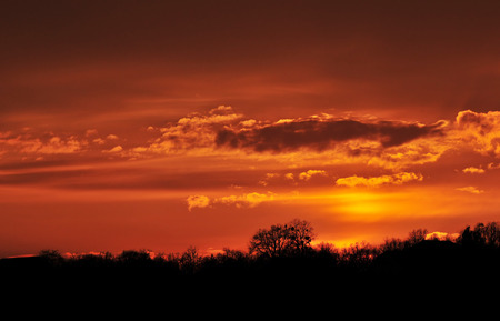 Photo of orange coloured sky at sunset and tree silhouettesの写真素材