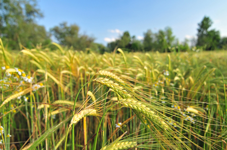 Photo of field of barley with blue sky in the backgroundの写真素材