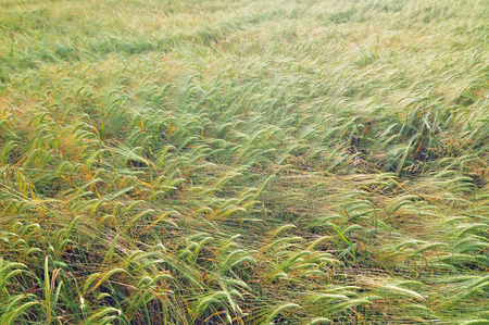 Photo of field of barley growing outdoorsの写真素材