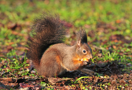 Photo of squirrel eating a hazelnutの写真素材