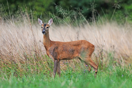 Roe deer in a fieldの写真素材