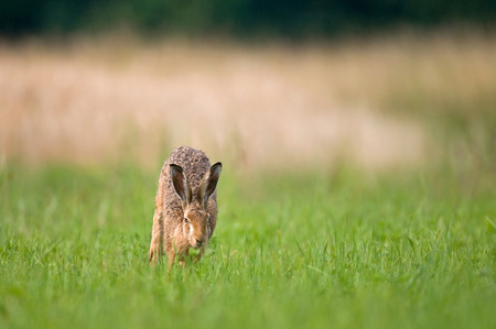Wild brown hare running in a fieldの写真素材