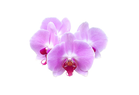 Purple orchid blossoms, isolated on whiteの写真素材
