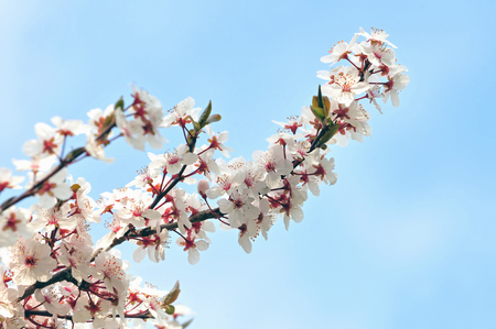 Photo of white blossoms of plume tree and blue sky in the backgroundの写真素材