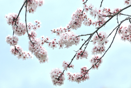 Photo of white blossoms of plume tree and blue sky in the backgroundの写真素材