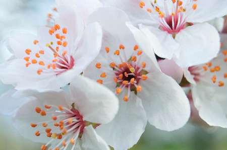 Close up of white blossoms of plum tree, very shallow depth of fieldの写真素材
