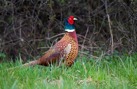 Photo of wild pheasant in a grassの写真素材