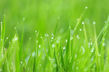 Photo of morning dew on a grass, very shallow depth of fieldの写真素材