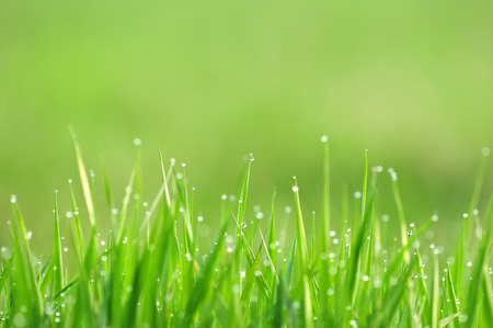 Photo of morning dew on a grass, very shallow depth of fieldの写真素材