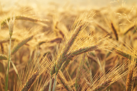 Close up of barley field, lit by early morning lightの写真素材