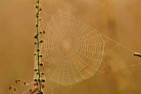 Close up of spider web on orange backgroundの写真素材