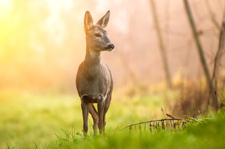 Wild roe deer lit by early morning sunの写真素材
