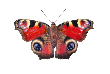 European peacock butterfly, isolated on white backgroundの写真素材