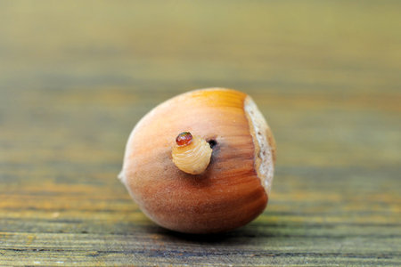Big worm sticking out of a hazelnut