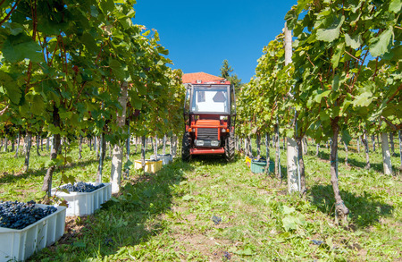 Tractor, collecting containers full of ripe grapesの写真素材