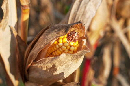 Close up photo of ripe corn cob