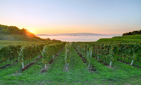 Beautiful vineyard landscape in early autumn morning, Sloveniaの写真素材