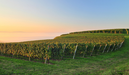 Beautiful vineyard landscape in early autumn morning, Sloveniaの写真素材