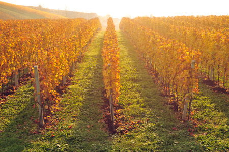 Yellow coloured vineyard lit by warm early morning lightの写真素材
