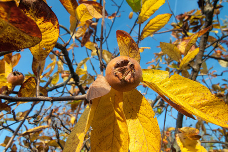 Ripe common medlar fruit with blue sky in the backgroundの写真素材
