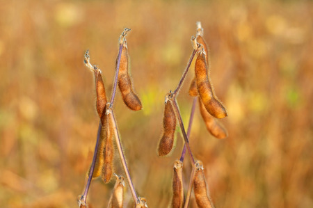 Close up photo of ripe soybean plantの写真素材