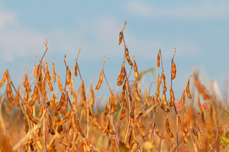 Close up of a ripe soybean plantsの写真素材