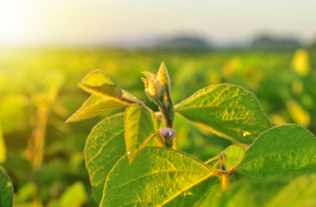 Close up of soybean plant in warm early morning lightの写真素材