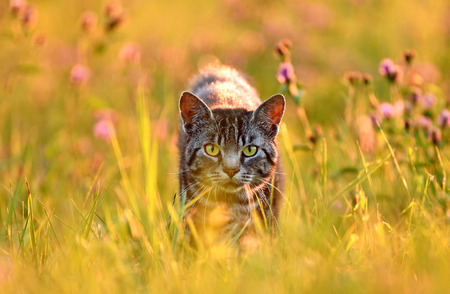Domestic cat in meadow, back lit by golden summer evening lightの写真素材