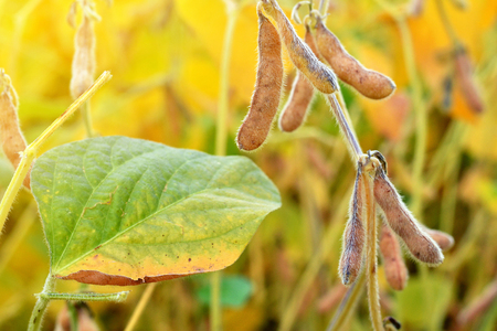 Ripe soybean plants growing in a field. Soy agriculture.の写真素材
