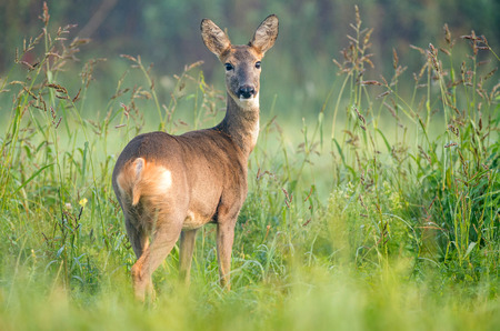 Wild female roe deer in a field, looking at the cameraの写真素材