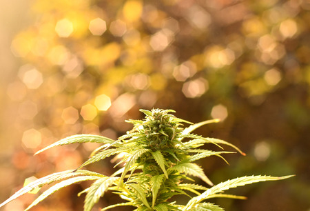 Cannabis bud, lit by warm early morning lightの写真素材