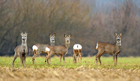 Wild roe deer herd in a field