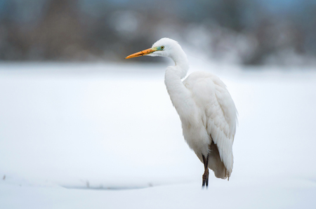 Great white egret standing in a snow covered fieldの写真素材