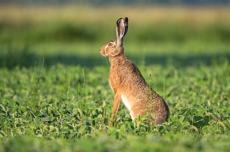 Brown hare sitting in a soy fieldの写真素材