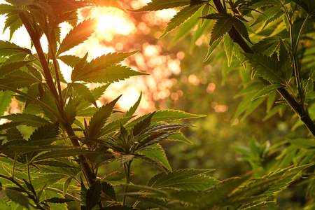 Cannabis plant, lit by early morning sunlightの写真素材