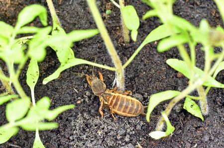 Mole cricket amongst a young tomato plantsの写真素材