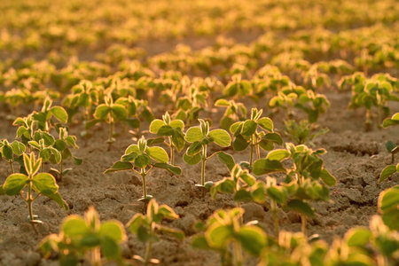 Young soy plantsin a field, growing from a soil, backlit by early morning light