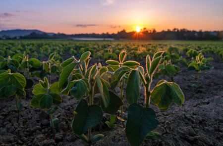 Young soy plants growing from a soil, lit by warm morning sun lightの写真素材